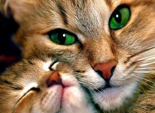 Алмазна мозаїка вишивка Найкраща матуся Милі Котики кошеня кішка на підрамнику повна 5d 30х40 187021 187021 фото