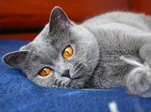 Алмазна мозаїка вишивка Сірий британець кошеня Британська кішка короткошерста повна 5d набори 30х40 см L835781 фото